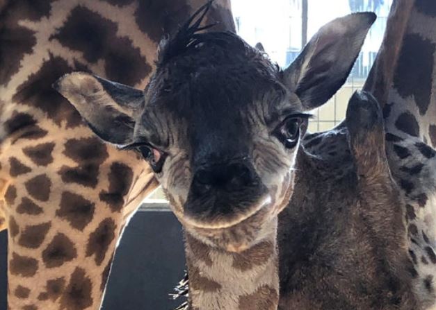 Baby giraffe born at Barcelona Zoo on February 10, 2020 (courtesy of Barcelona city council)